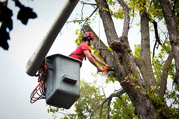 Best Palm Tree Trimming  in Hudson Falls, NY